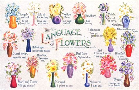 The Language Of Flowers Flower Meanings Language Of Flowers Flowers