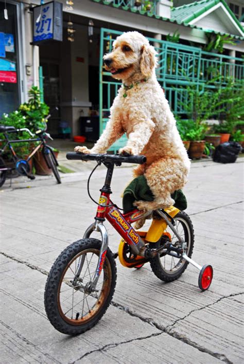 Riding a tandem bike with a friend or a partner is superfun. 5 Spring Activities to Do With Your Dog | Healthy Paws Pet Insurance