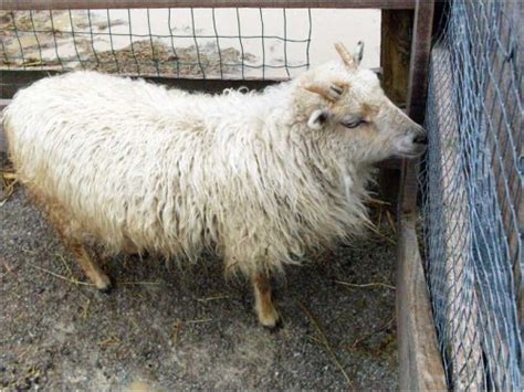 The buck's hair is normally uniform, whereas the doe's hair may vary between thick and dense. Long Haired White Goat 2 | RedGage