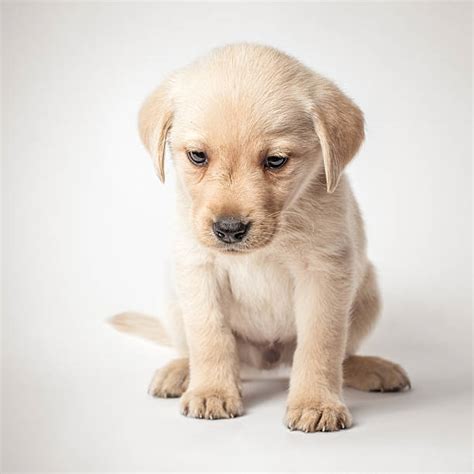 Sad Labrador Puppy Stock Photos Pictures And Royalty Free Images Istock