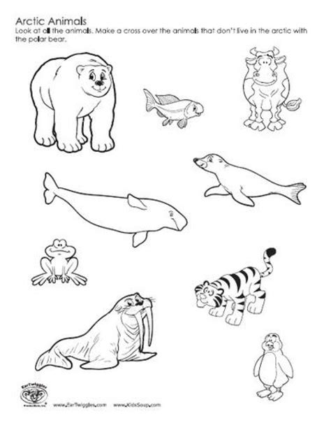 Arctic Animals Coloring Pages At Free Printable