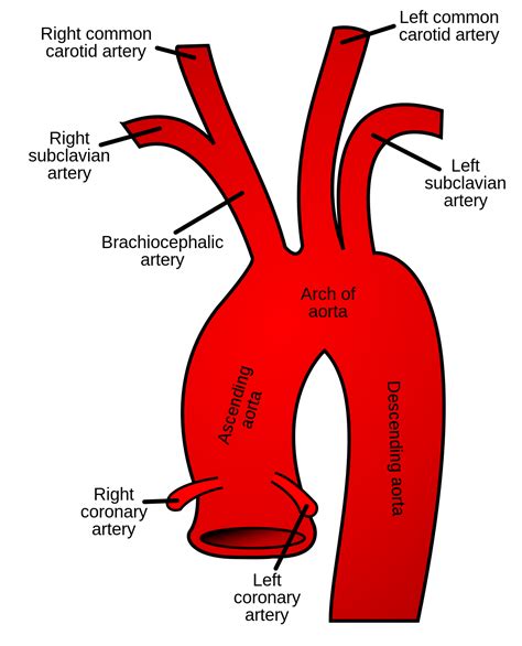 Subclavian Artery Wikipedia
