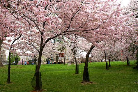 Cherry Blossoms Cherry Blossom Festival Cherry Blossom Dc Flowering