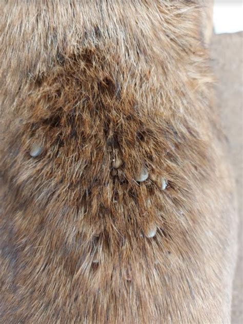 Dog Tick Disease Reaches Victoria For First Time At Horsham Sheep Central