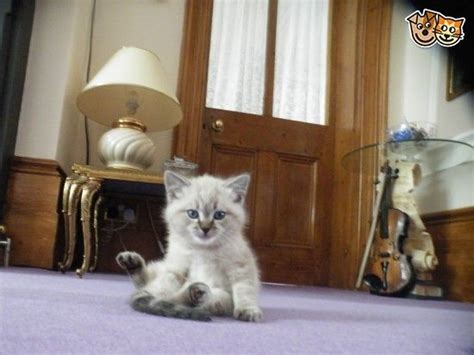 Birman Cats And Kittens For Sale In Margate Pets4homes Birman Kittens