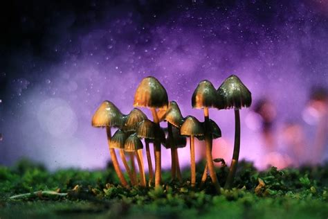 New Psychedelic Research Sheds Light On Why Psilocybin Containing