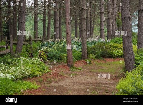 Walking Path Through Forest Of Pine Trees In A Landscaped Residential