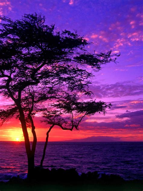 Free Download Beach Purple Sunset Wallpaper Hd 2355