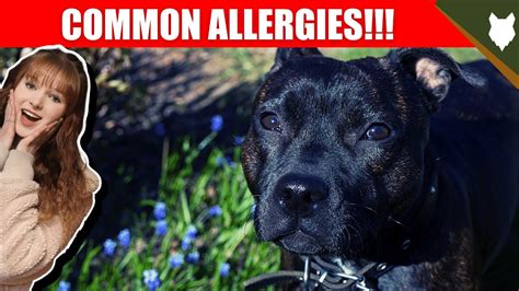 Common Allergies For Staffordshire Bull Terrier Youtube