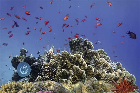 Underwater Scene With Coral Reef And Exotic Fishes Stock Image Image