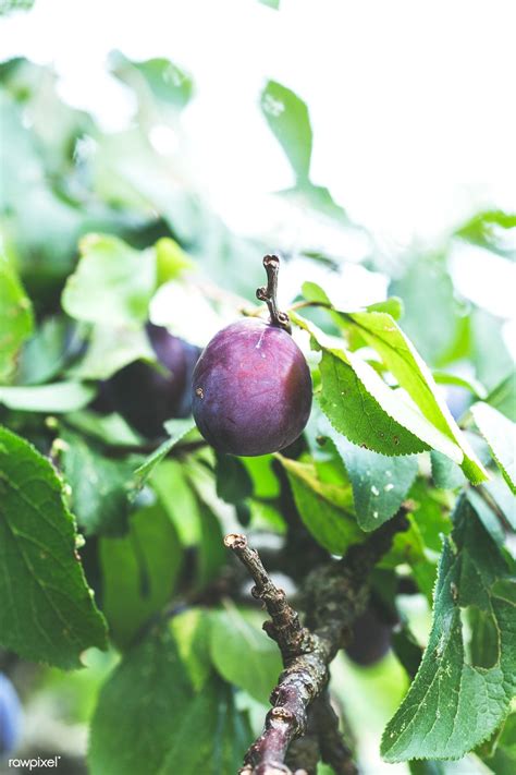 Fruit Trees Home Gardening Apple Cherry Pear Plum Purple Plum