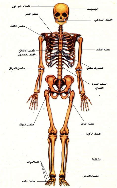 اسماء العظام في جسم الانسان