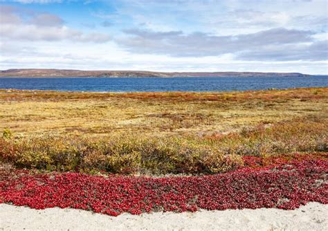 Beautiful Fall Colours Out On The Northern Tundra Stock Image Image