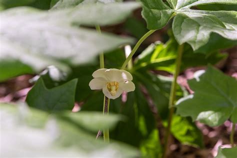 Mayapple Plant Care And Growing Guide