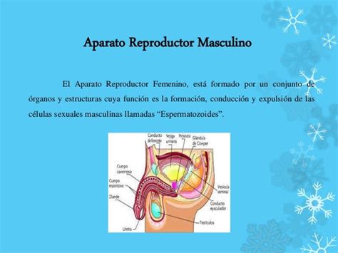 Aparato Reproductor Femenino Y Masculino