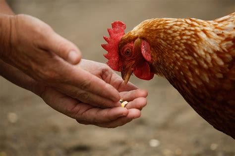 Backyard Chickens Linked To Salmonella Outbreaks Cdc Says Nbc News