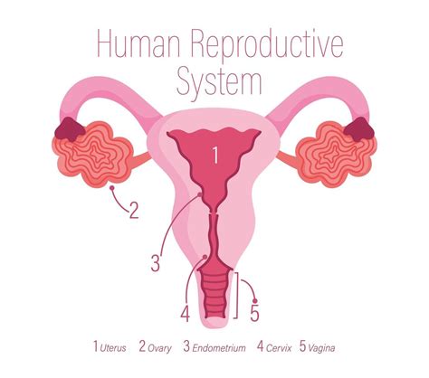 sistema reproductor humano femenino órgano interno sano Vector en Vecteezy