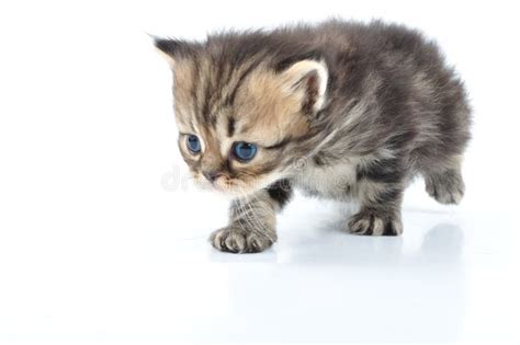 Funny Grey Kitten Stock Image Image Of Looking Feline 25830797