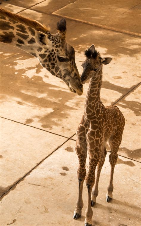 The Wilds Introduce Endangered Masai Giraffe Calf Scioto Post