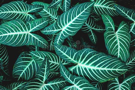 Green Leaves Nature Background Closeup Leaves Texture Tropical Leaves
