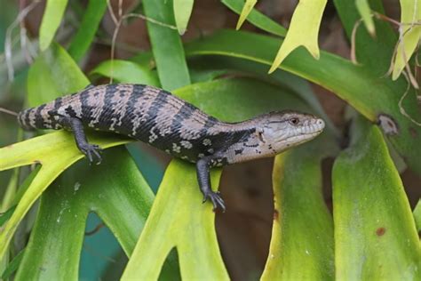 What Do Blue Tongue Skinks Eat Diet And Health Facts Pet Keen
