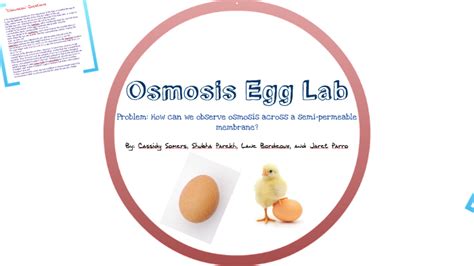 This can serve as the cooking show method of preparing the eggs prior to the lab in order to observe potential size differences on the day of the lab. Osmosis Egg Lab by Stuti Parekh on Prezi