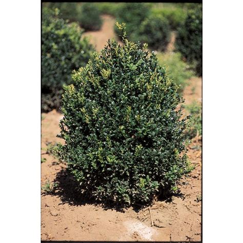 Pyramidal English Boxwood Feature Shrub In Pot With Soil Lw02707 At