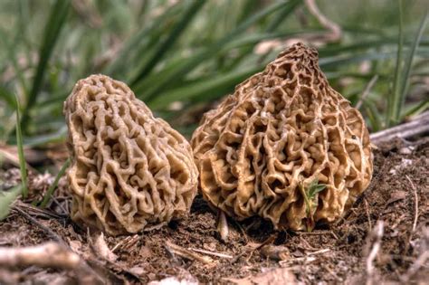 Edible Mushrooms Identification Resources