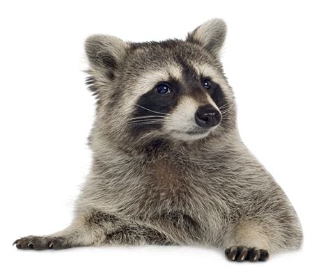 Cute Raccoon Racoon North American Animals Png Photo Illustrations