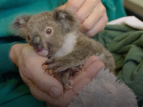 Koala Hand Raised In Fake Pouch ‘thriving At Zoo Guernsey Press