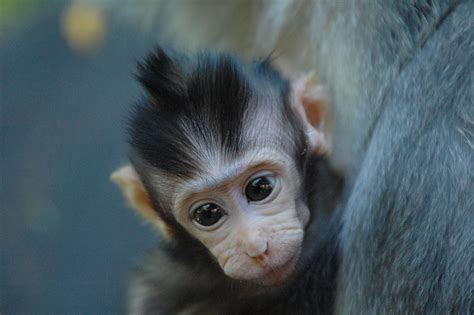 Baby Monkey Baby Animals Cute Baby Puppies Monkey Pictures