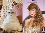 泰勒絲愛貓29.4億身價 榮登「世界最富有寵物」前3名 - 國際 - 自由時報電子報