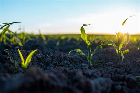 Glossary Used In The Plant Breeding World Lab Associates