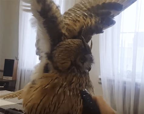 Owl Has The Internet Cracking Up With His Reaction To A Squirt Bottle