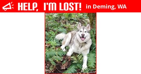 Lost Dog Deming Washington Duke
