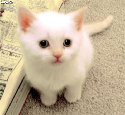 Cute Little White Kitten Cats Photo 33887076 Fanpop