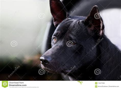 Dog Black Dog Face Close Up Selective Focus Stock Photo Image Of Happy Animal 118477998
