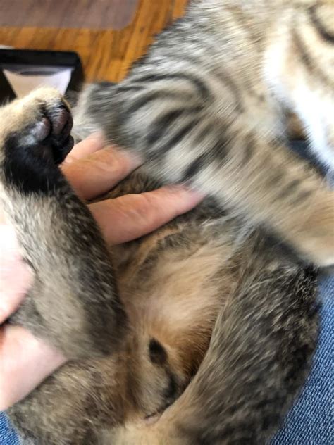 Anyone With Experience Determining The Sex Of A Kitten