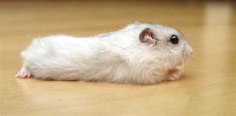 White Russian Dwarf Hamster Hamster Pics Baby Hamster Hamster House Hamster Stuff Pet Stuff