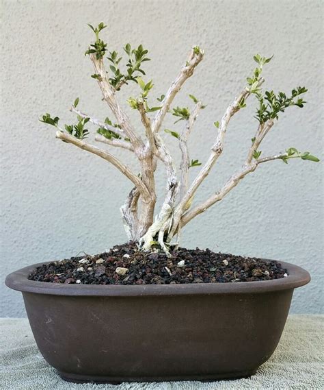 Some species suitable for bonsai: Picture 4 - I did some aggressive pruning on my Serissa ...