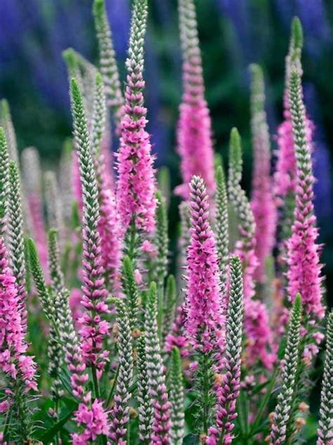 A moist and warm ground allows the mums to overwinter and to live to the next season. Veronica Perfectly Picasso -- Bluestone Perennials ...
