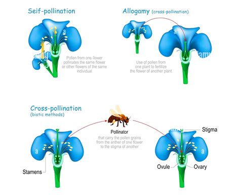 16 Important Differences Between Cross Pollination And Self Pollination Cbse Class Notes
