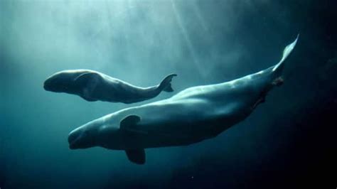 Quebec Beluga Whales Now Officially Listed As Endangered Montreal