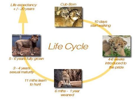Point It Out Animal Life Cycle Presentation Introduction Lion Life