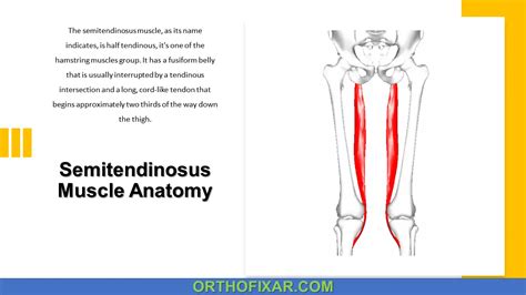 Semitendinosus Muscle Anatomy