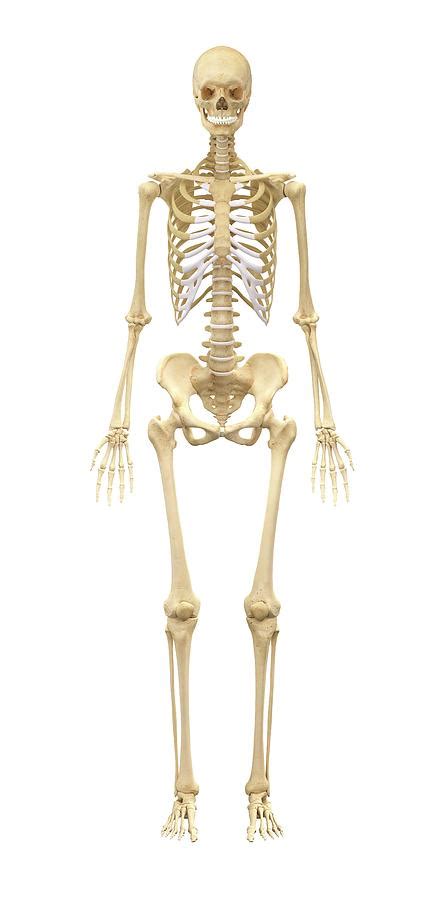 Female Skeleton Photograph By Medi Mationscience Photo Library