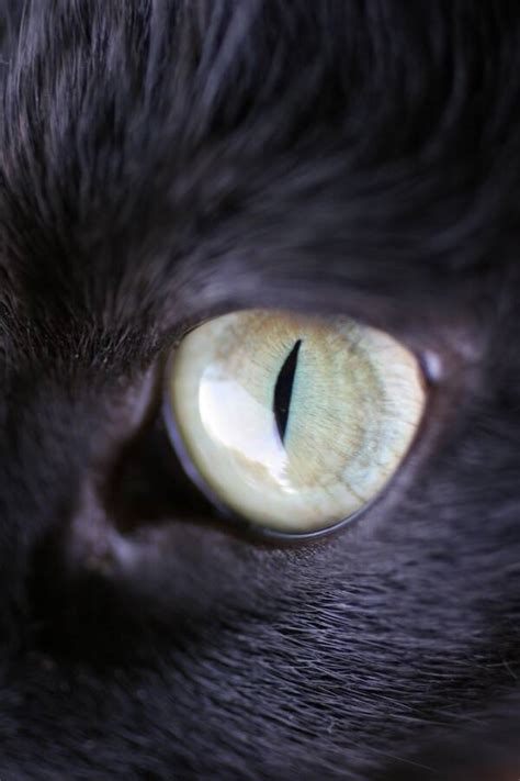 Why Do Dogs And Cats Eyes Glow In Pictures