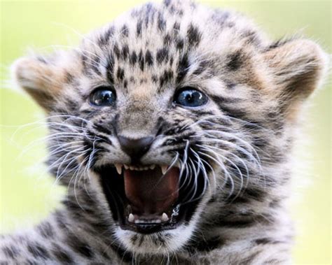 Amur Leopard Cub Cute Free Download Picture Id 1127 7hdwallpapers