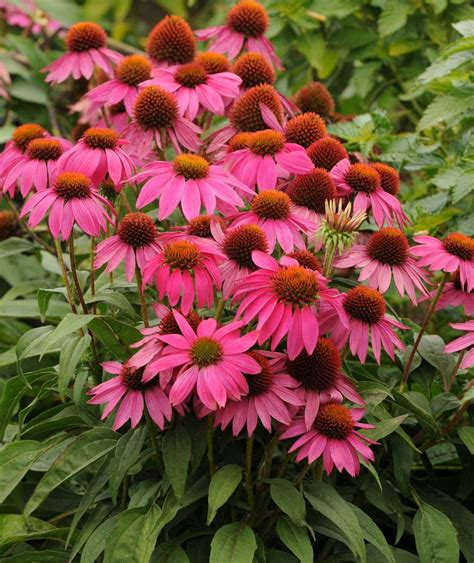 24 Great Varieties Of Echinacea Coneflower