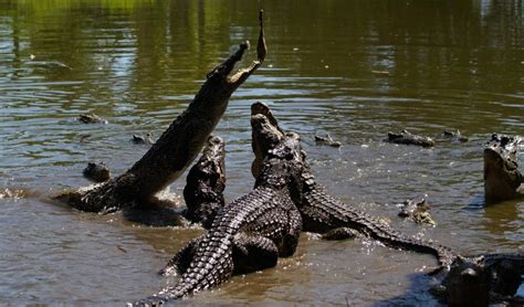 Cambodian Killed By 40 Crocodiles After Falling In Enclosure New